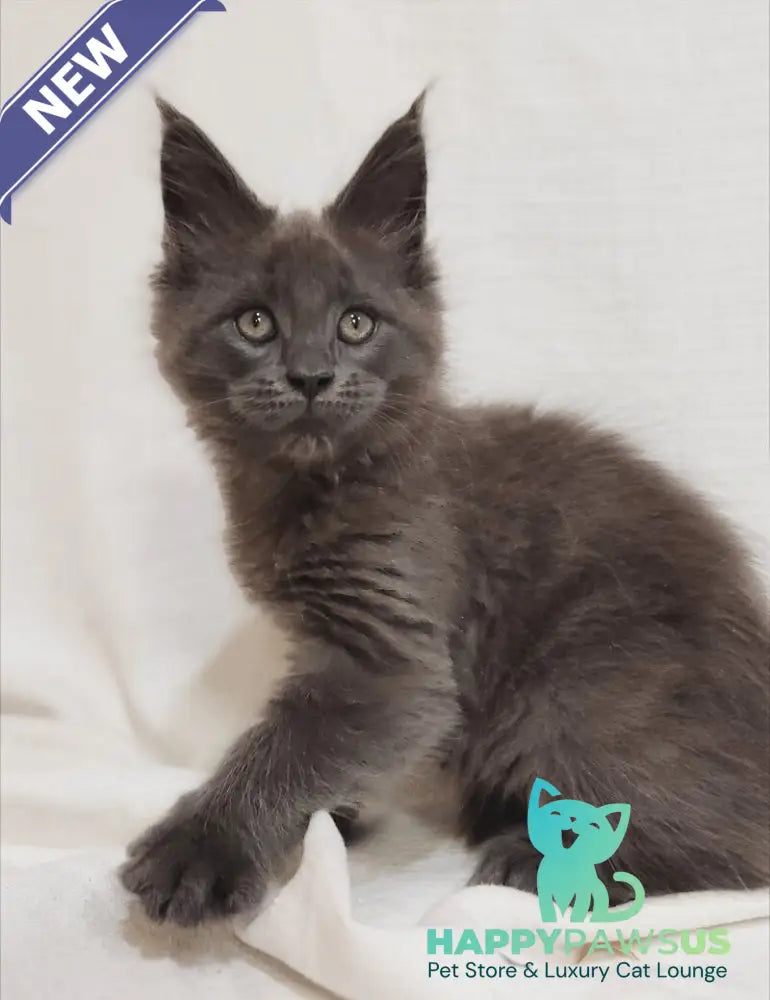 Dorian Maine Coon male blue silver - live animals