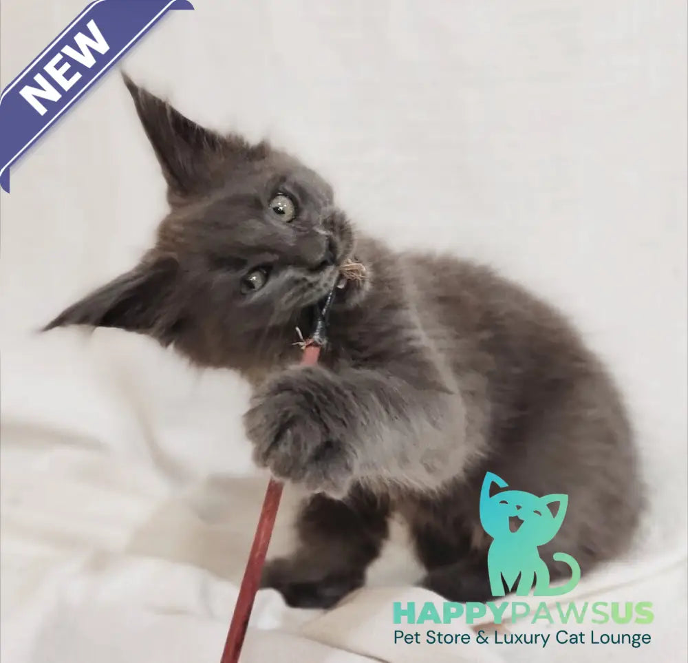 Dorian Maine Coon male blue silver - live animals