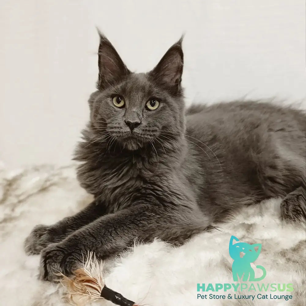 Dorian Maine Coon male blue silver - live animals