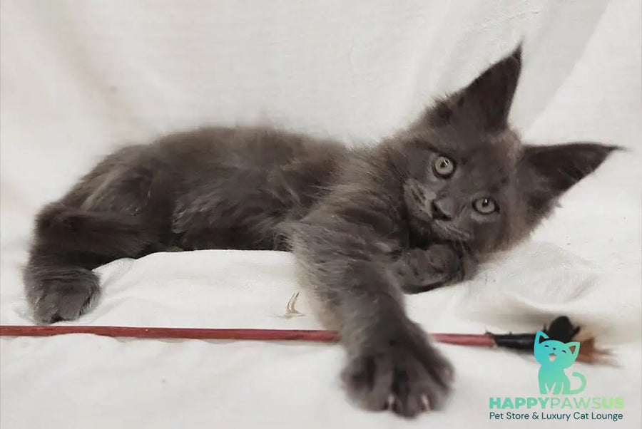 Dorian Maine Coon male blue silver - live animals