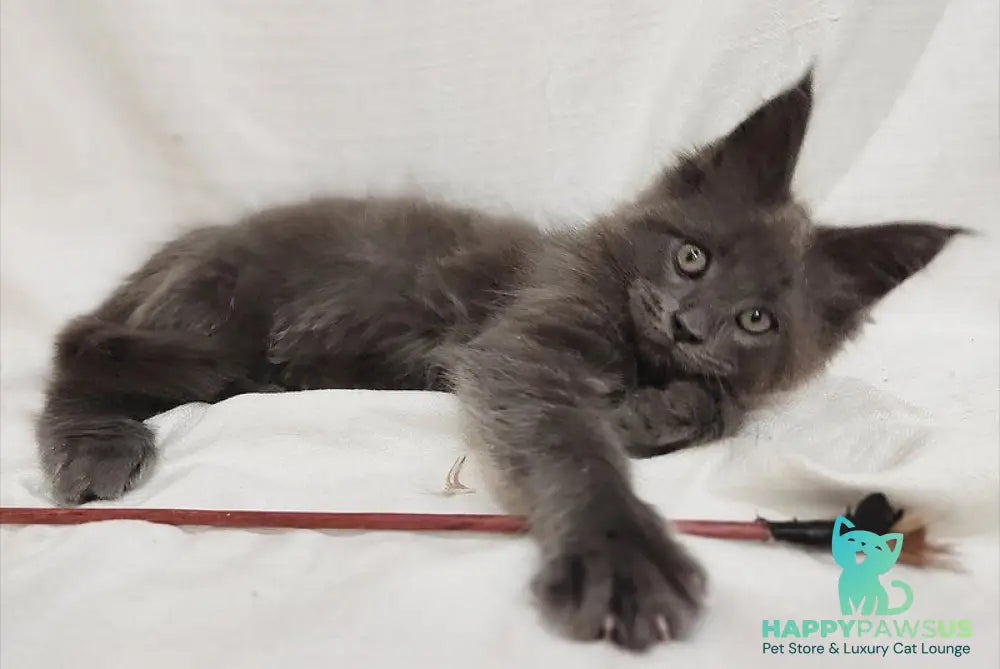 Dorian Maine Coon male blue silver - live animals