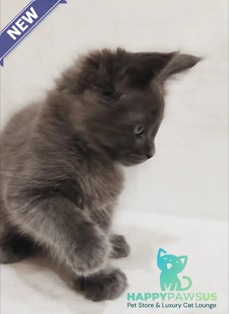 Dorian Maine Coon male blue silver - live animals