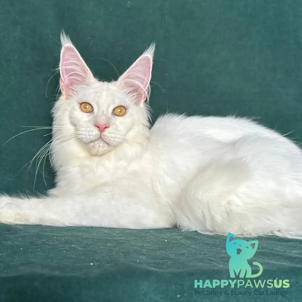 Dorothy Maine Coon female red silver chinchilla - live animals