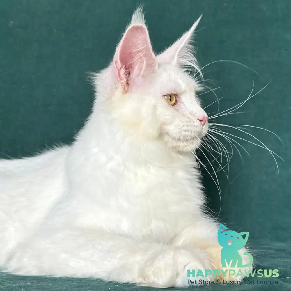Dorothy Maine Coon female red silver chinchilla - live animals