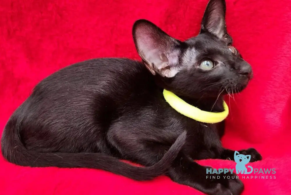 Dorothy Oriental Shorthair female black live animals