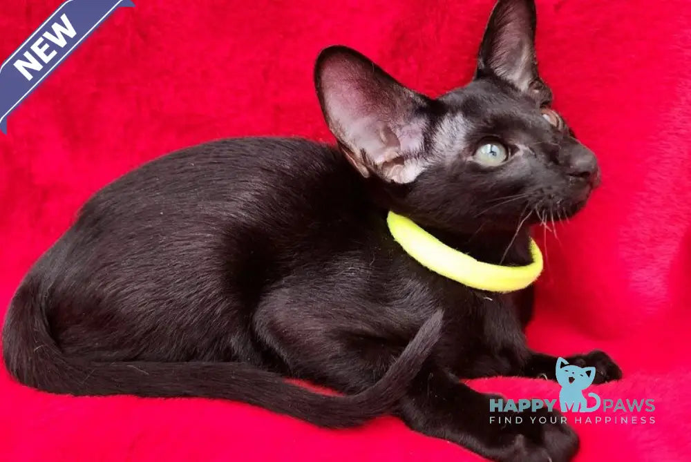 Dorothy Oriental Shorthair female black live animals