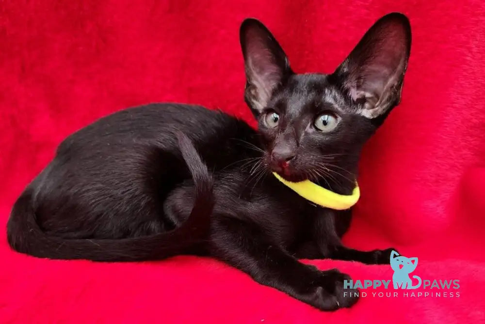 Dorothy Oriental Shorthair female black live animals