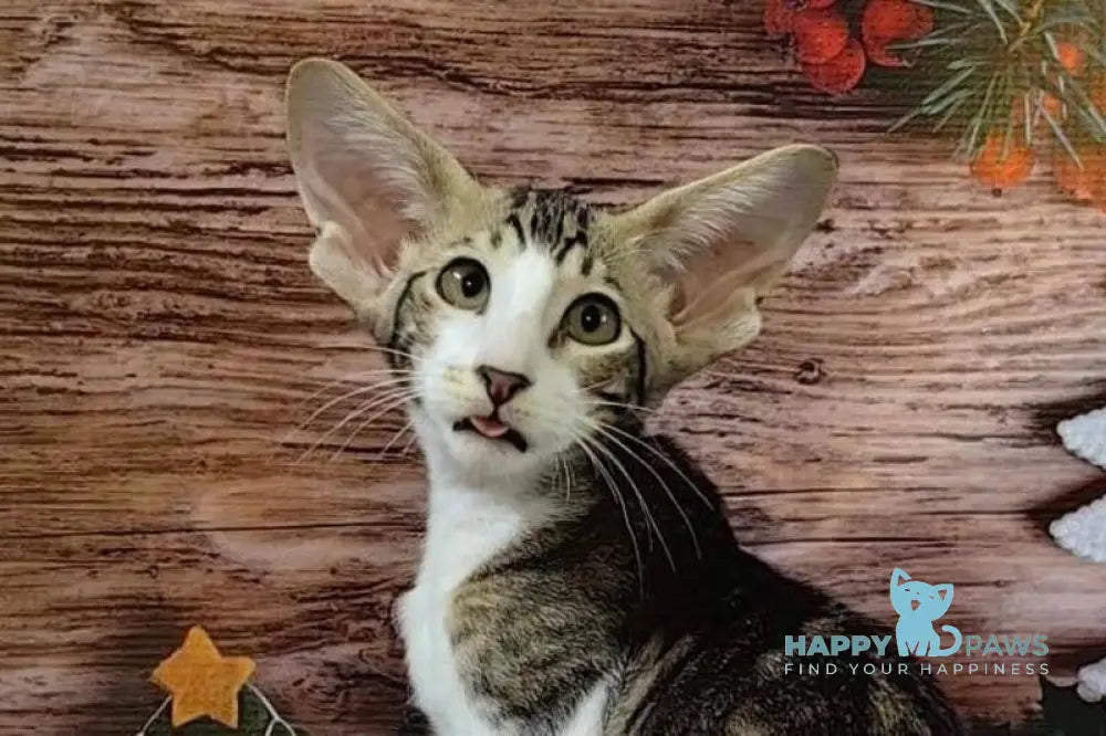 Dorothy Oriental Shorthair female black tabby bicolour live animals