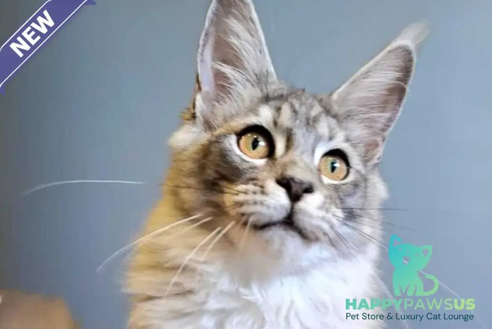 Dory Maine Coon female black silver ticked tabby - live animals