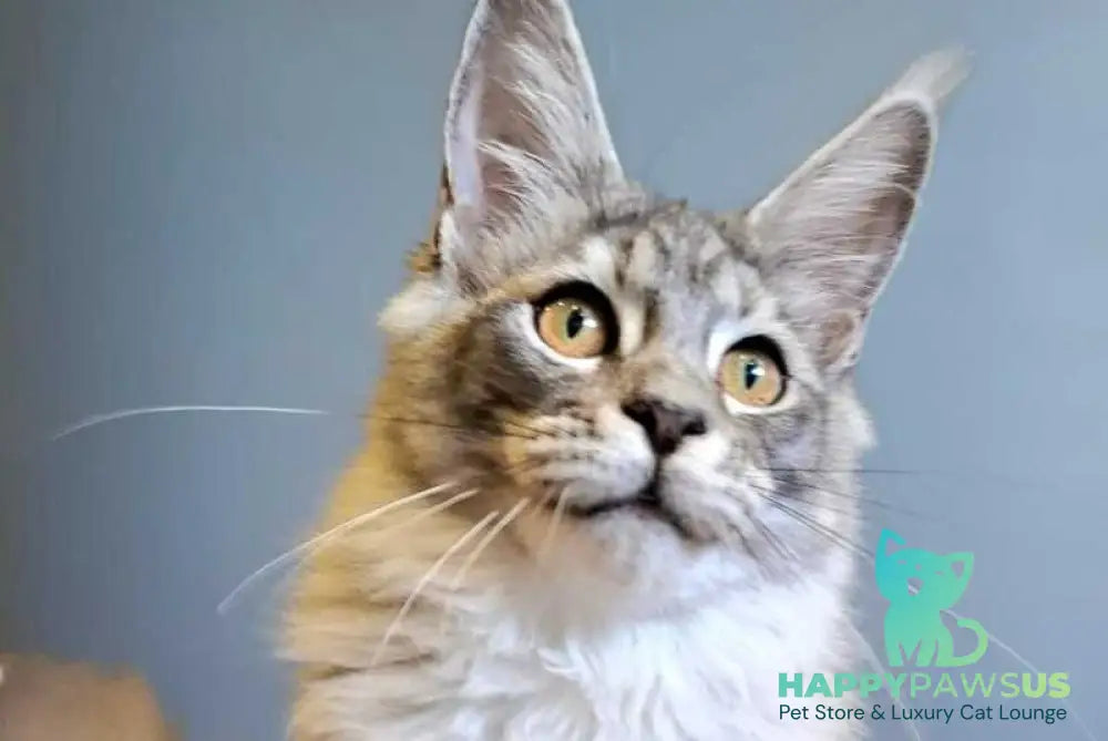 Dory Maine Coon female black silver ticked tabby - live animals