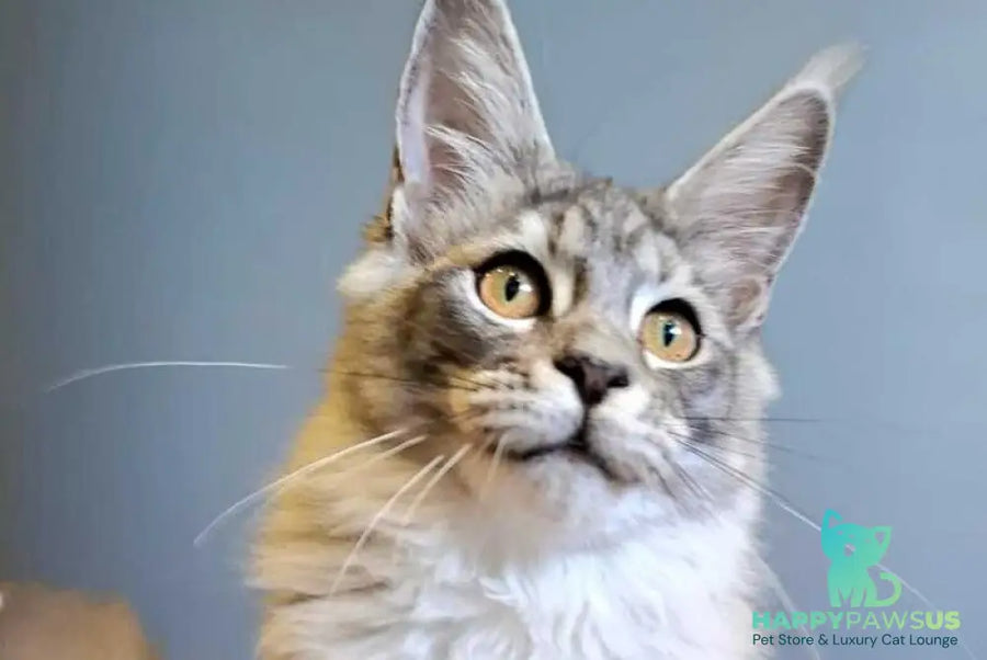 Dory Maine Coon female black silver ticked tabby - live animals