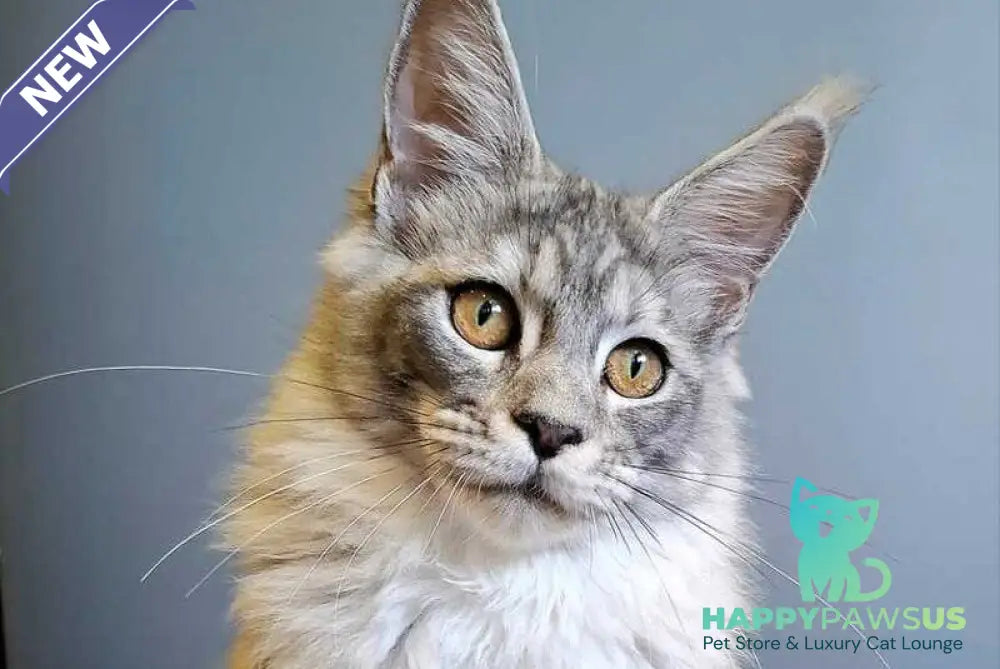 Dory Maine Coon female black silver ticked tabby - live animals