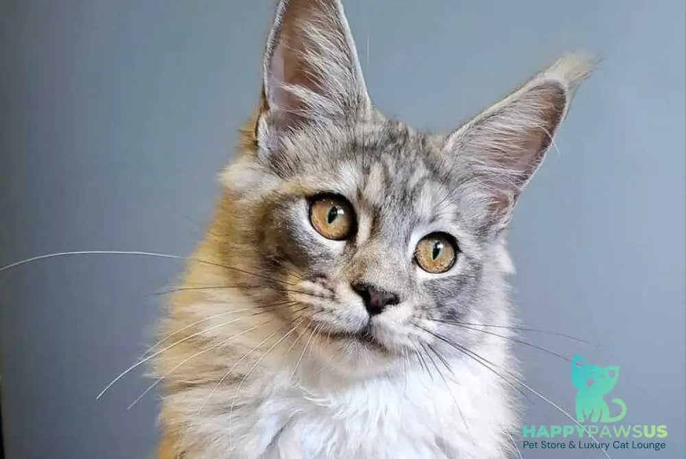 Dory Maine Coon female black silver ticked tabby - live animals