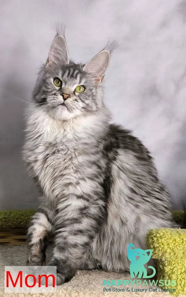 Dracaris Maine Coon polydactyl male blue silver with white live animals