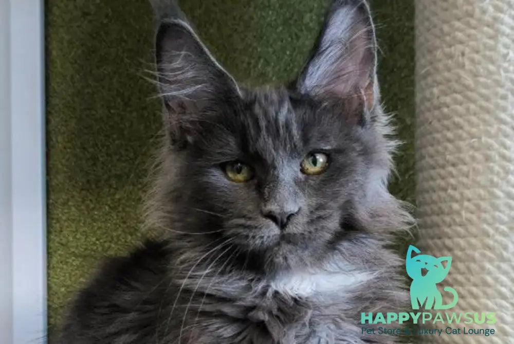 Dracaris Maine Coon polydactyl male blue silver with white live animals