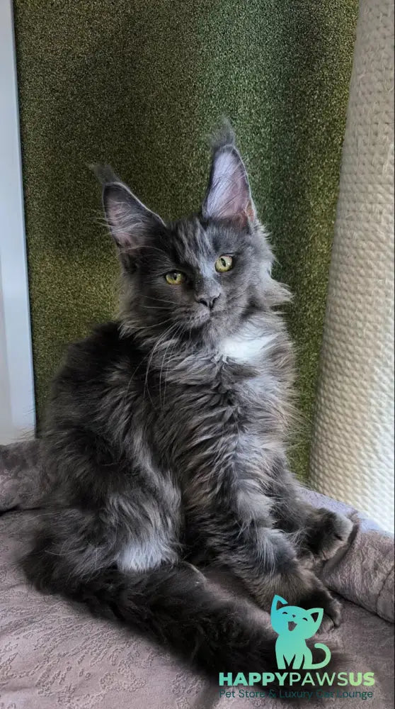 Dracaris Maine Coon polydactyl male blue silver with white live animals