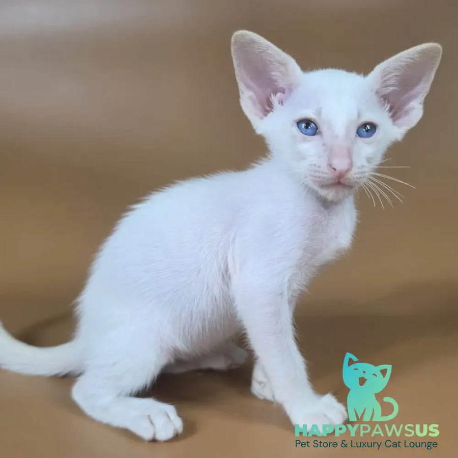 Draco Siamese male red - live animals