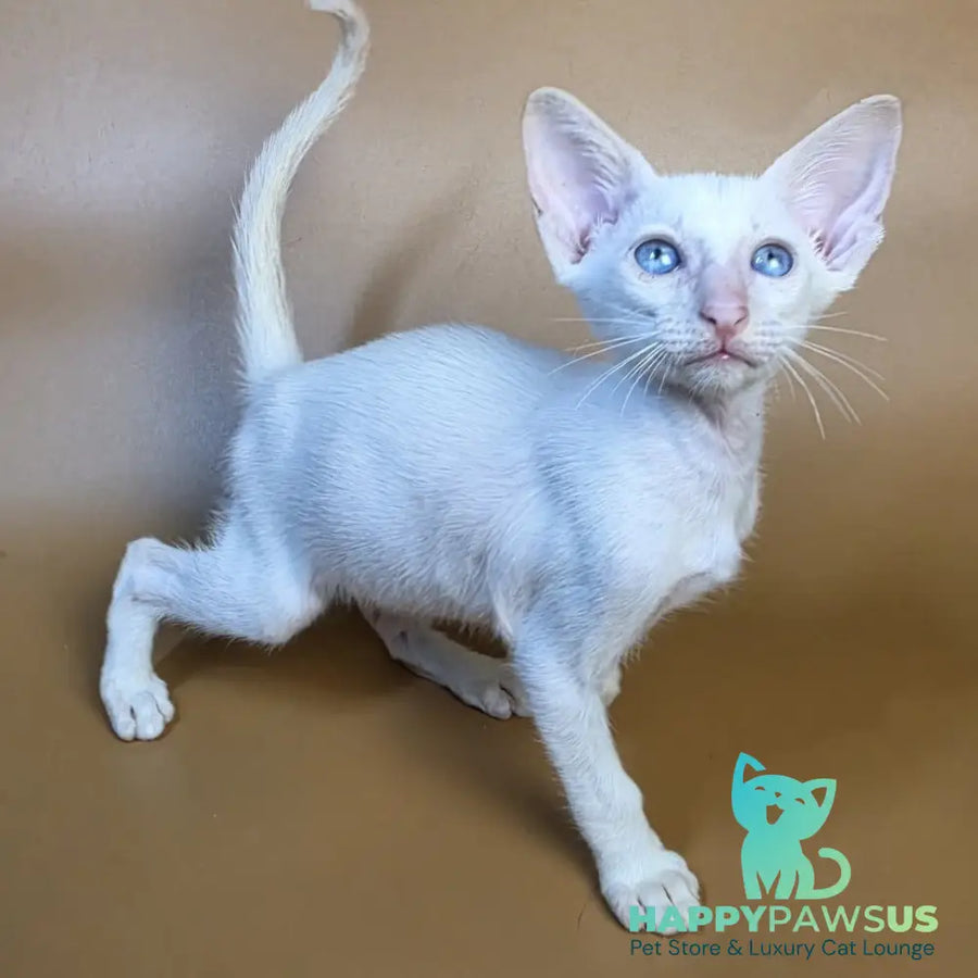 Draco Siamese male red - live animals