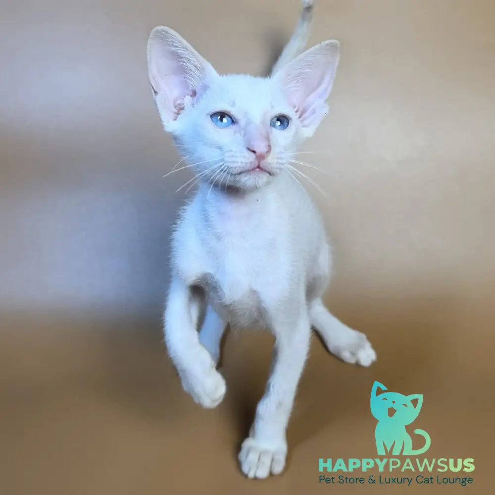 Draco Siamese male red - live animals