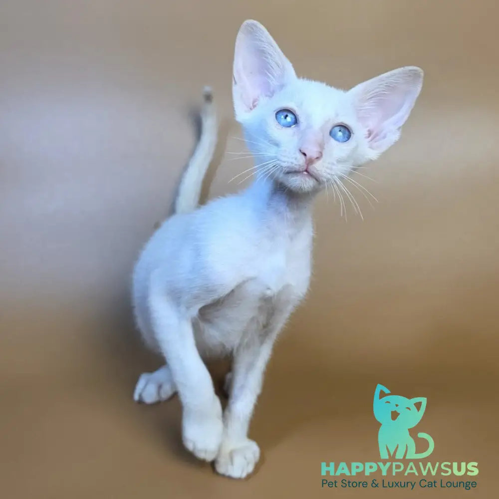 Draco Siamese male red - live animals