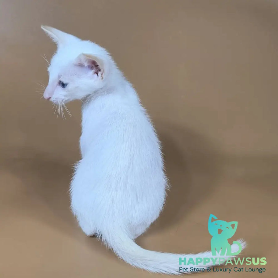 Draco Siamese male red - live animals