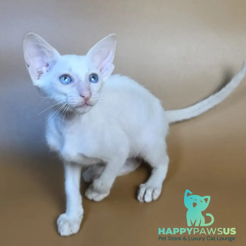 Draco Siamese male red - live animals