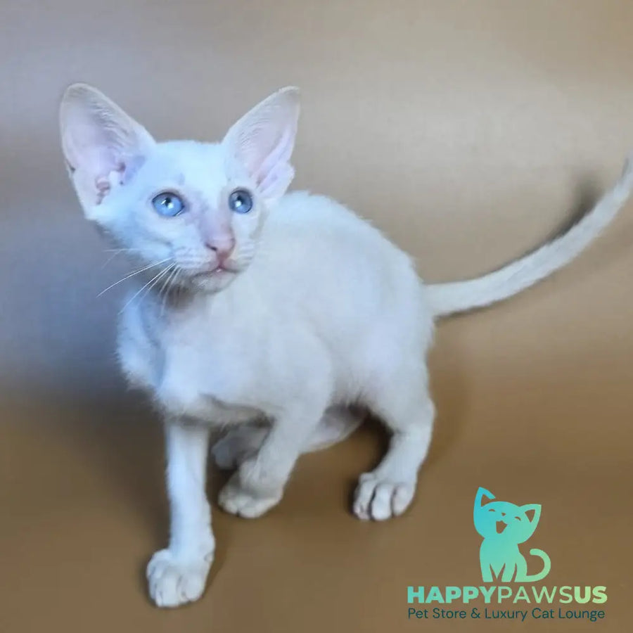 Draco Siamese male red - live animals