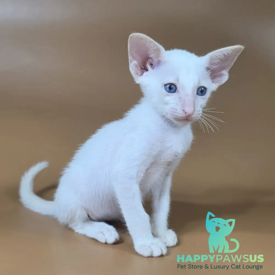 Draco Siamese male red - live animals