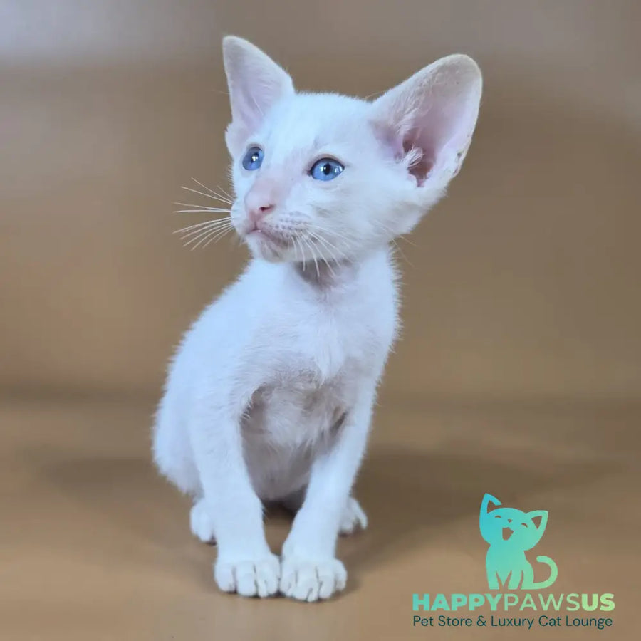 Draco Siamese male red - live animals