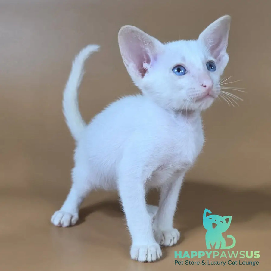 Draco Siamese male red - live animals