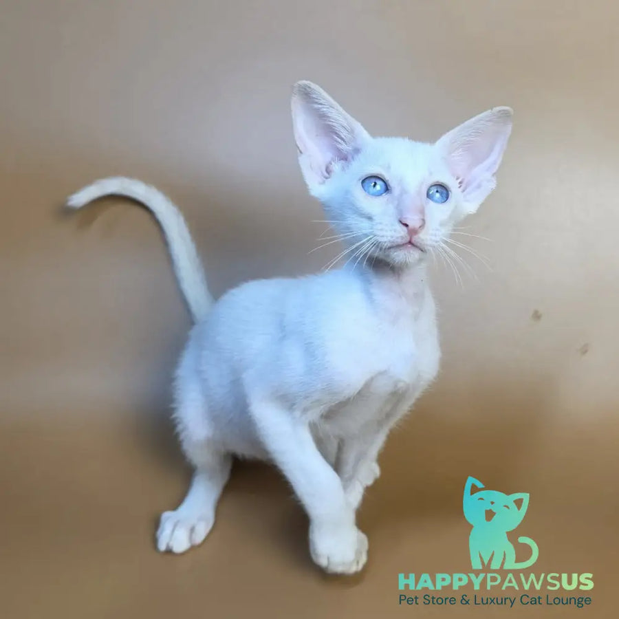 Draco Siamese male red - live animals