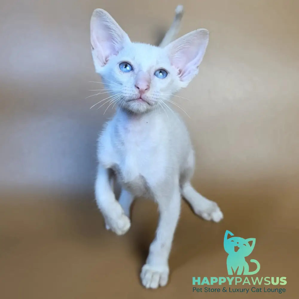 Draco Siamese male red - live animals