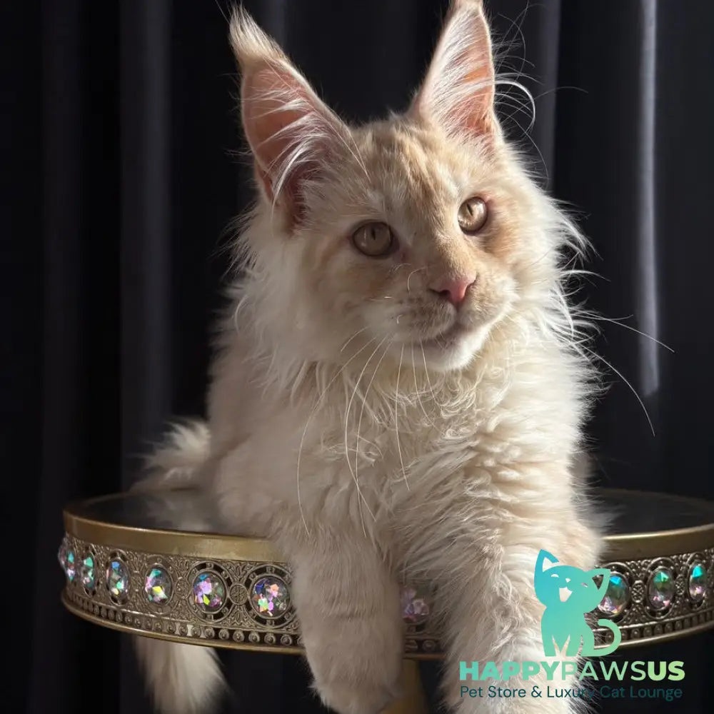 Dragon Maine Coon male red - live animals