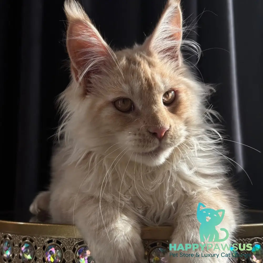 Dragon Maine Coon male red - live animals