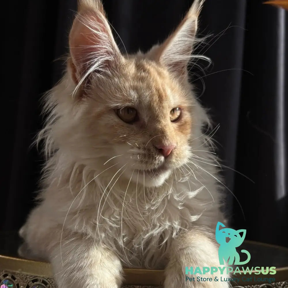 Dragon Maine Coon male red - live animals