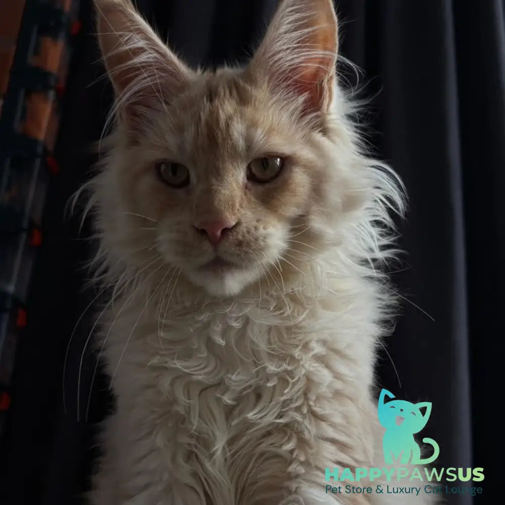 Dragon Maine Coon male red - live animals