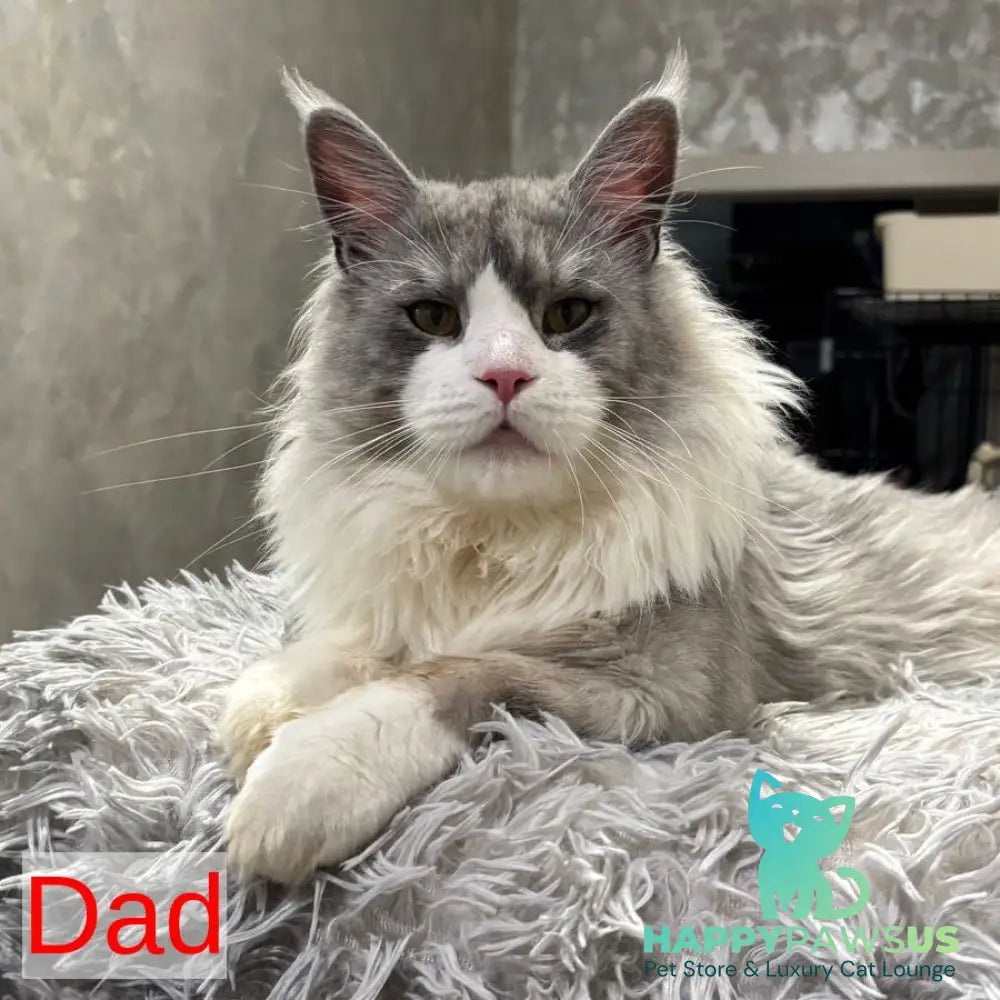 Dragon Maine Coon male red - live animals
