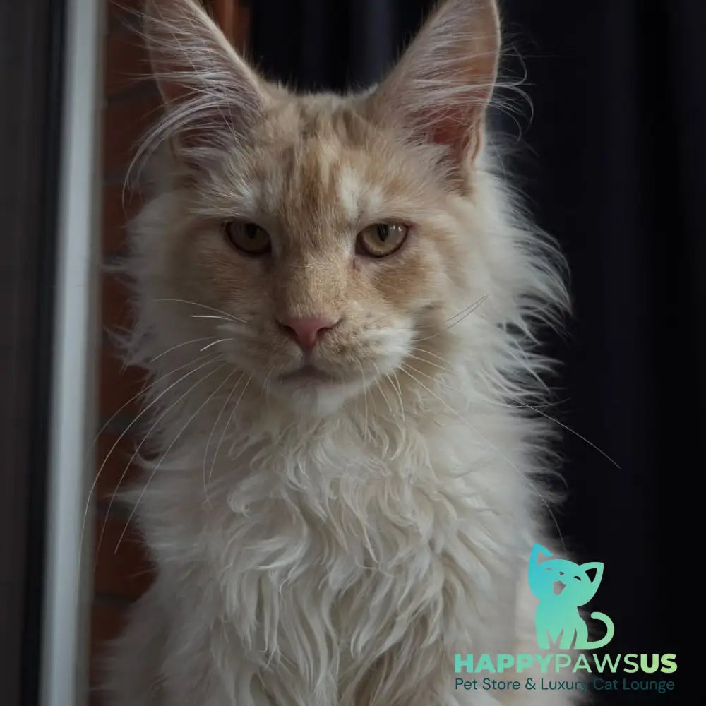 Dragon Maine Coon male red - live animals