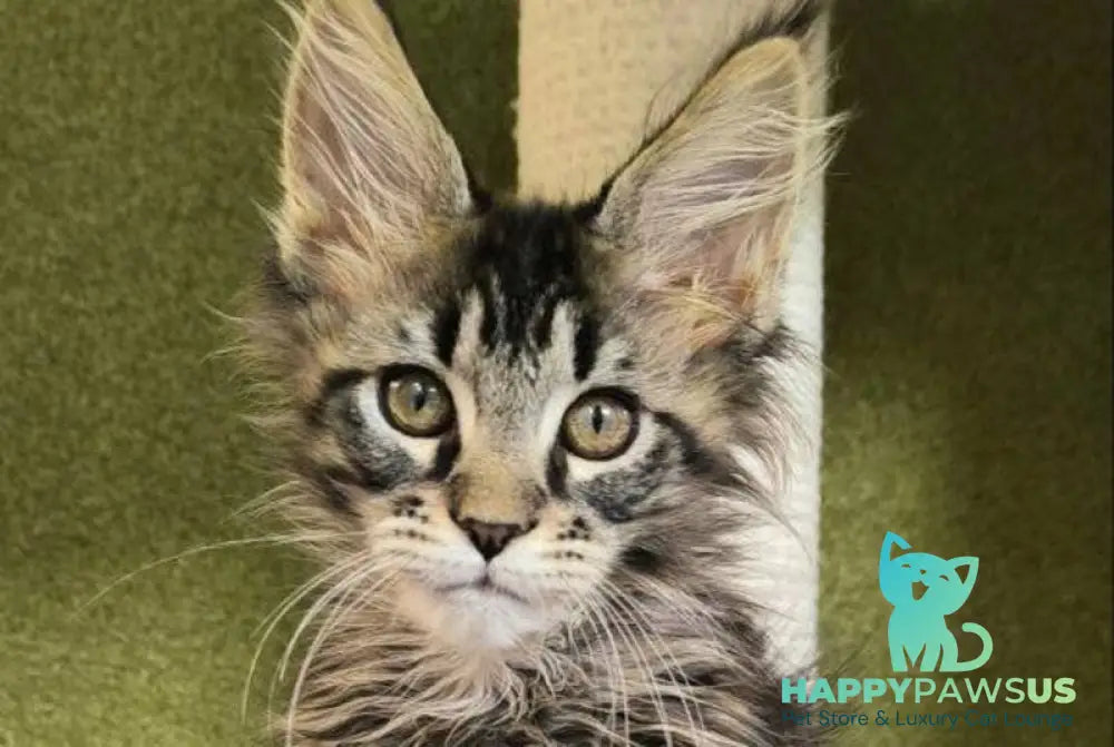 Dragon Maine Coon polydactyl male black with white tabby live animals