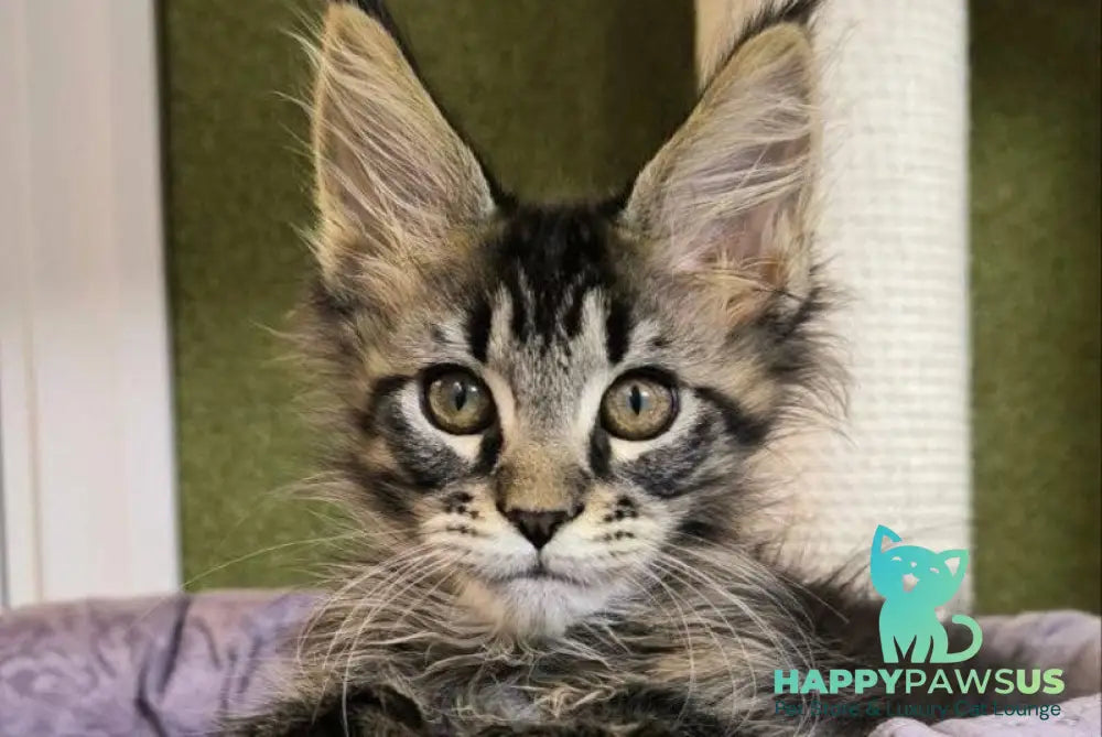 Dragon Maine Coon polydactyl male black with white tabby live animals