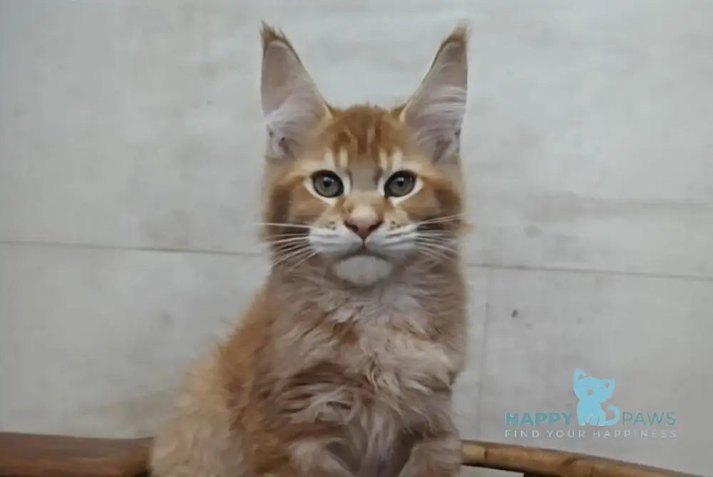 Drake Maine Coon male red silver ticked tabby live animals