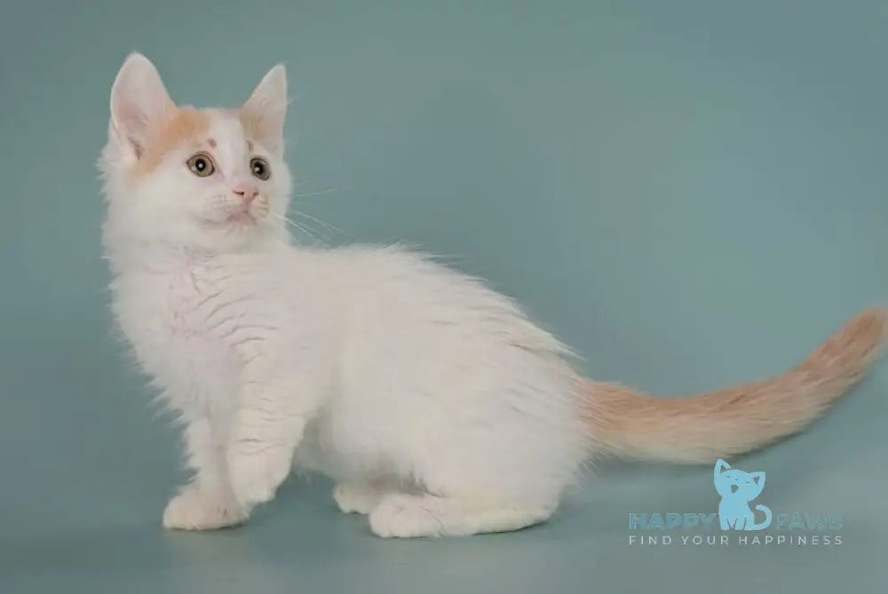 Drake Munchkin male red with white live animals