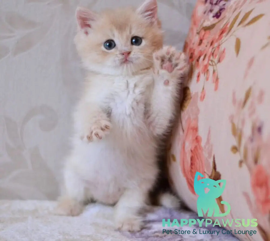 Drako British Shorthair male blue golden chinchilla - live animals