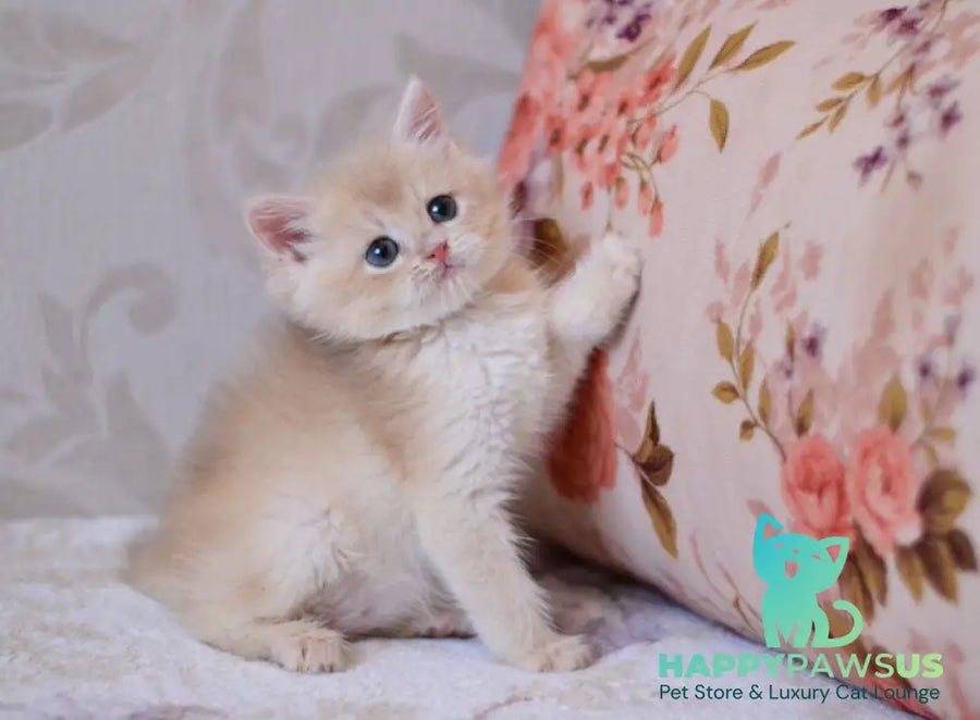 Drako British Shorthair male blue golden chinchilla - live animals