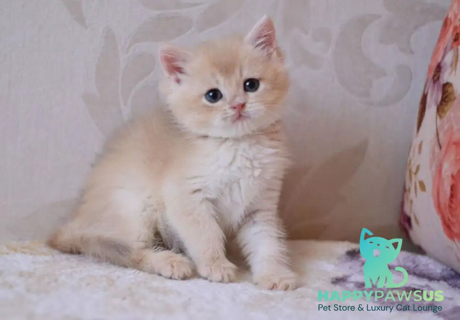 Drako British Shorthair male blue golden chinchilla - live animals