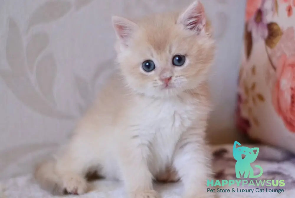 Drako British Shorthair male blue golden chinchilla - live animals