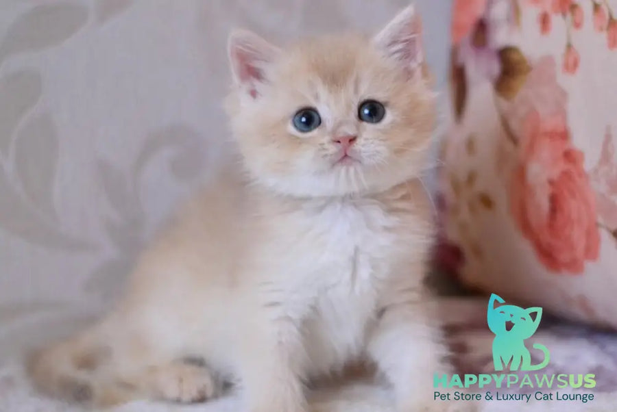 Drako British Shorthair male blue golden chinchilla - live animals