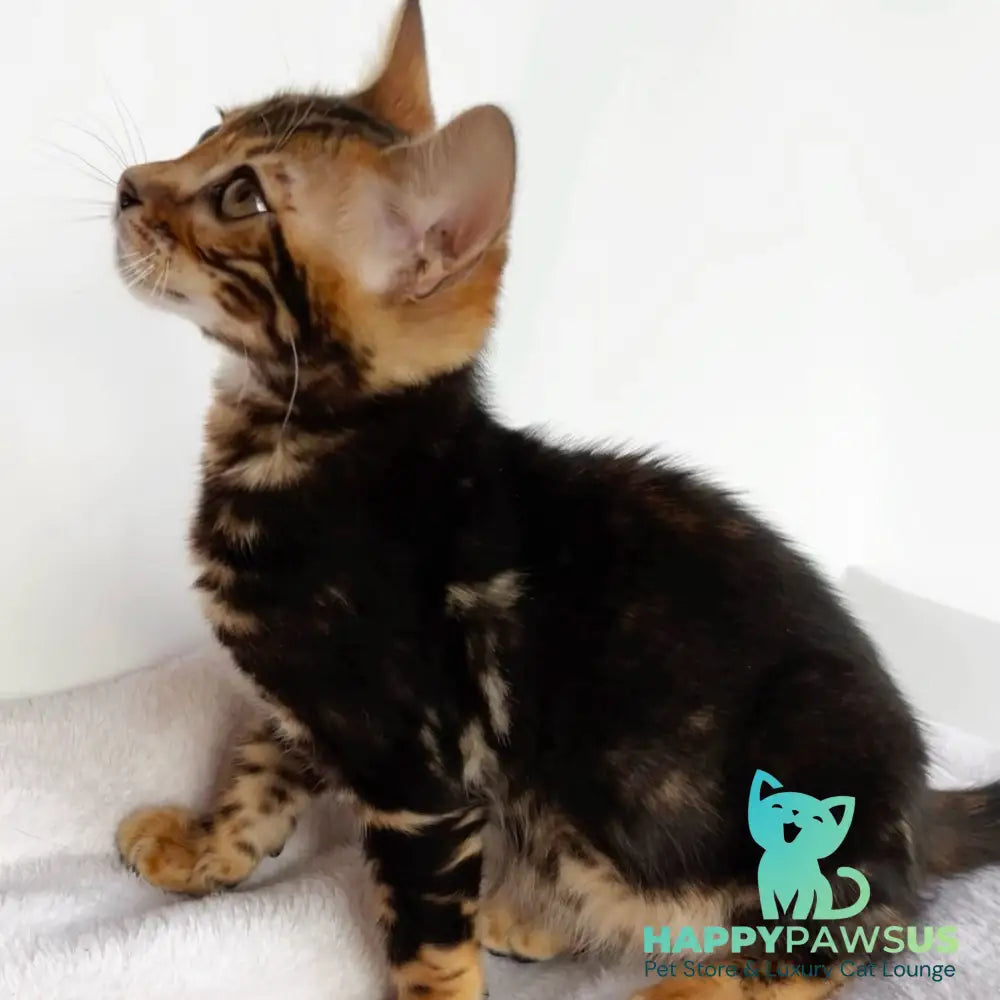 Drakula Bengal male black tabby - live animals