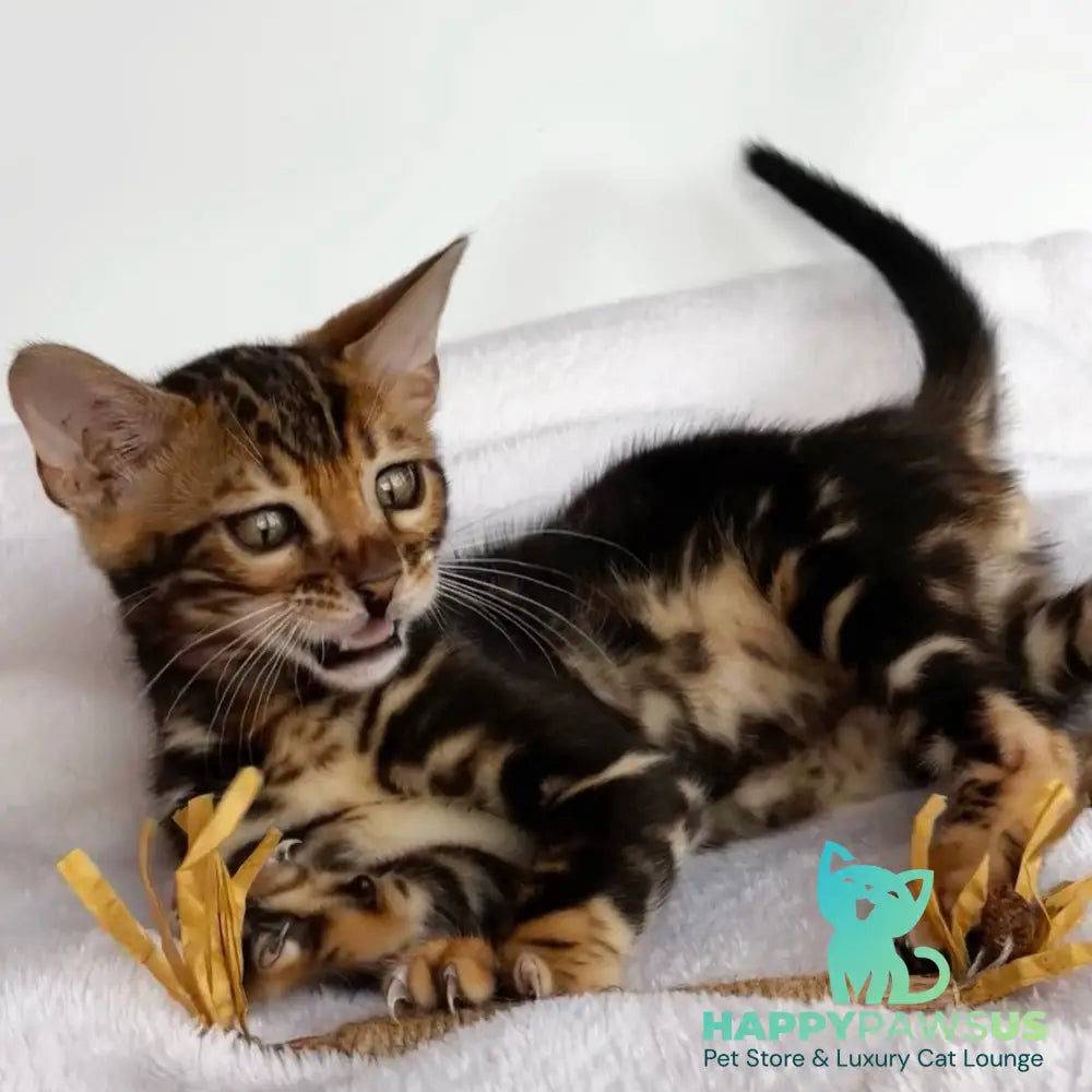 Drakula Bengal male black tabby - live animals