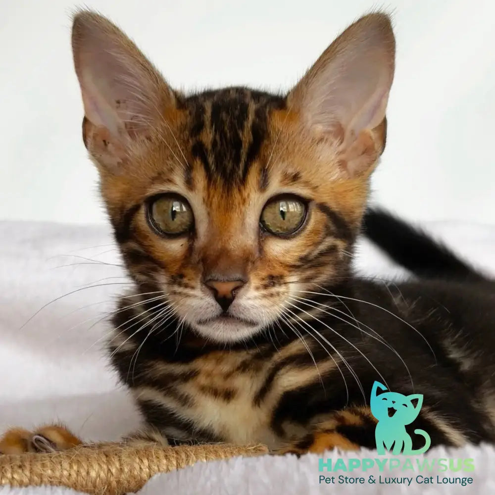 Drakula Bengal male black tabby - live animals